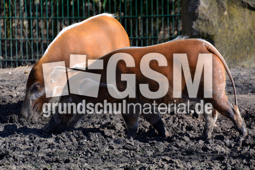 Pinselohrschwein (3).jpg